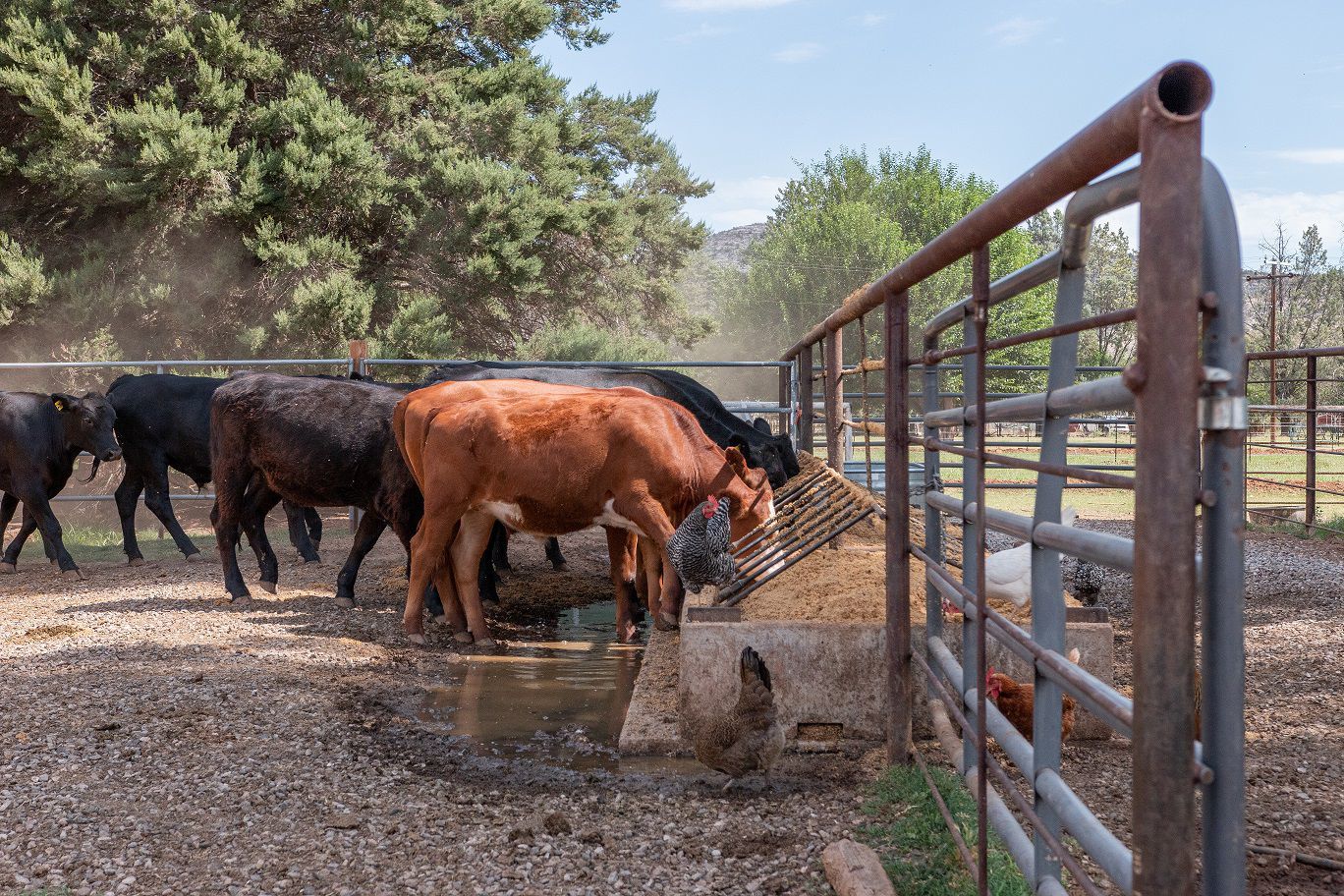 Plowing Ahead Ranch